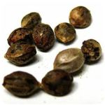 Семена марихуаны АК-47  (Seeds AK-47) в Искитиме